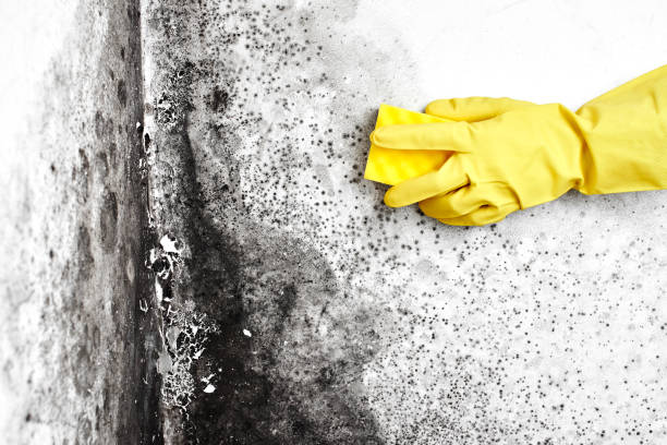 Best Office Mold Removal Services  in Green, OR