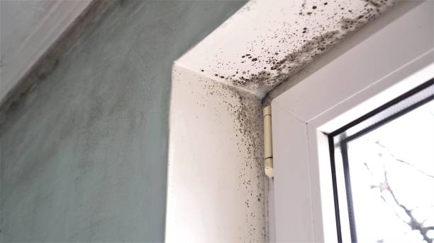 Home Mold Removal in Green, OR