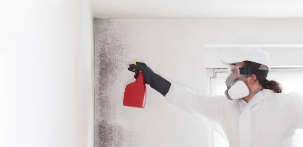 Trusted Green, OR Mold Removal Experts