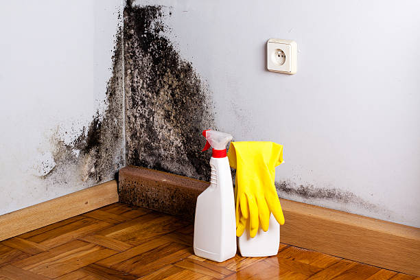 Best Professional Mold Removal  in Green, OR