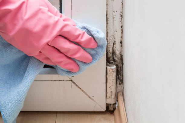 Best Local Mold Removal Service  in Green, OR