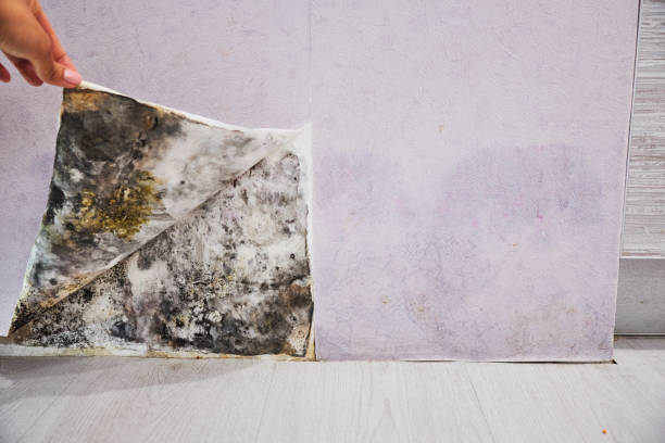 Best Professional Mold Removal  in Green, OR